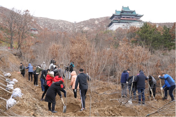 威海城投组织开展义务植树活动1.jpg
